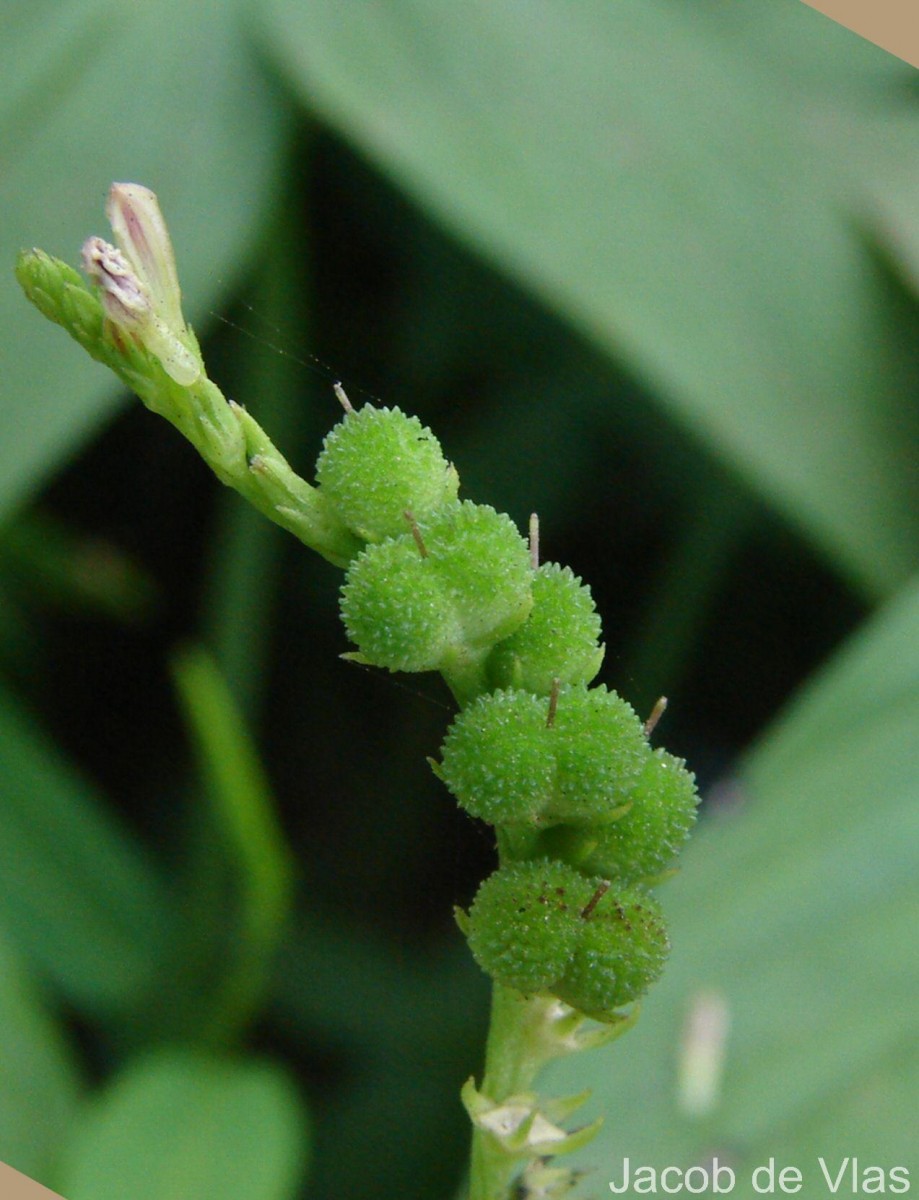 Spigelia anthelmia L.